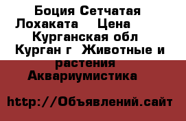 Боция Сетчатая (Лохаката) › Цена ­ 70 - Курганская обл., Курган г. Животные и растения » Аквариумистика   